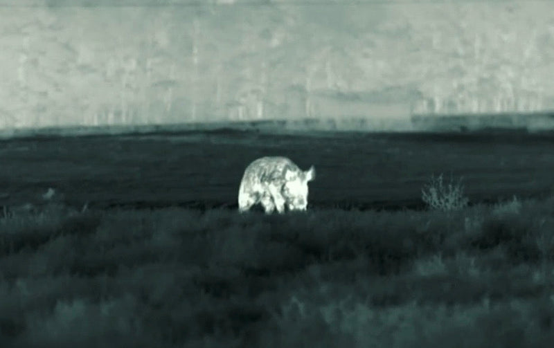 Load image into Gallery viewer, Wild hog through a thermal scope at night in Texas
