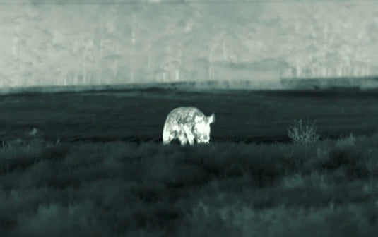Wild hog through a thermal scope at night in Texas